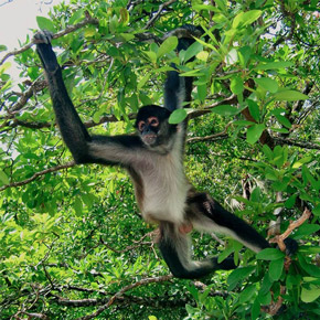 Tour en Maya Cobá y la Reserva de Monos en Riviera Maya
